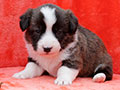welsh corgi cardigan puppy Zamok Svyatogo Angela MAYA
