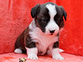 welsh corgi cardigan puppy Zamok Svyatogo Angela MAYA