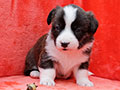 welsh corgi cardigan puppy Zamok Svyatogo Angela MAYA