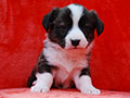 welsh corgi cardigan puppy Zamok Svyatogo Angela MAYA