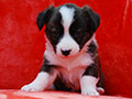 welsh corgi cardigan puppy Zamok Svyatogo Angela MAYA