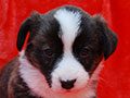 welsh corgi cardigan puppy Zamok Svyatogo Angela MAYA