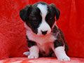 welsh corgi cardigan puppy Zamok Svyatogo Angela MAYA