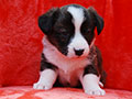 welsh corgi cardigan puppy Zamok Svyatogo Angela MAYA