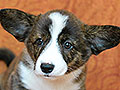 welsh corgi cardigan puppy Zamok Svyatogo Angela MAYA