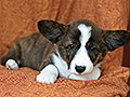 welsh corgi cardigan puppy Zamok Svyatogo Angela MAYA