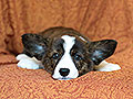welsh corgi cardigan puppy Zamok Svyatogo Angela MAYA