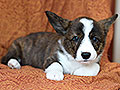welsh corgi cardigan puppy Zamok Svyatogo Angela MAYA
