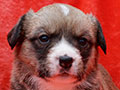 welsh corgi cardigan puppy Zamok Svyatogo Angela MILA