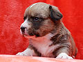 welsh corgi cardigan puppy Zamok Svyatogo Angela MILA