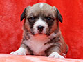 welsh corgi cardigan puppy Zamok Svyatogo Angela MILA