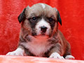 welsh corgi cardigan puppy Zamok Svyatogo Angela MILA