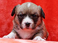 welsh corgi cardigan puppy Zamok Svyatogo Angela MILA