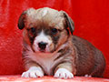 welsh corgi cardigan puppy Zamok Svyatogo Angela MILA