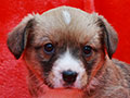 welsh corgi cardigan puppy Zamok Svyatogo Angela MILA