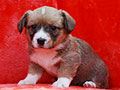 welsh corgi cardigan puppy Zamok Svyatogo Angela MILA