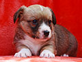 welsh corgi cardigan puppy Zamok Svyatogo Angela MILA