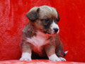 welsh corgi cardigan puppy Zamok Svyatogo Angela MILA