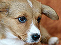 welsh corgi cardigan puppy Zamok Svyatogo Angela MILA