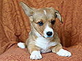 welsh corgi cardigan puppy Zamok Svyatogo Angela MILA