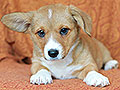 welsh corgi cardigan puppy Zamok Svyatogo Angela MILA