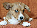 welsh corgi cardigan puppy Zamok Svyatogo Angela MILA