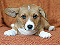 welsh corgi cardigan puppy Zamok Svyatogo Angela MILA
