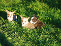welsh corgi cardigan puppies
