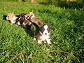 welsh corgi cardigan puppies