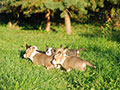 welsh corgi cardigan puppies