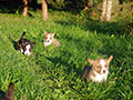 welsh corgi cardigan puppies