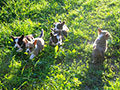welsh corgi cardigan puppies