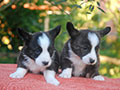 brindle welsh corgi cardigan puppies