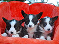brindle welsh corgi cardigan puppies