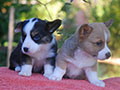 welsh corgi cardigan puppies