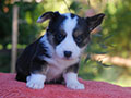 welsh corgi cardigan puppy Zamok Svyatogo Angela O'HARA