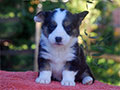 welsh corgi cardigan puppy Zamok Svyatogo Angela O'HARA