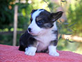 welsh corgi cardigan puppy Zamok Svyatogo Angela O'HARA
