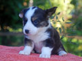 welsh corgi cardigan puppy Zamok Svyatogo Angela O'HARA