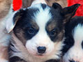 welsh corgi cardigan puppy Zamok Svyatogo Angela O'HARA