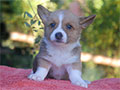 welsh corgi cardigan puppy Zamok Svyatogo Angela OLA