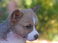 welsh corgi cardigan puppy Zamok Svyatogo Angela OLA