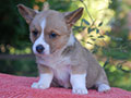 welsh corgi cardigan puppy Zamok Svyatogo Angela OLA