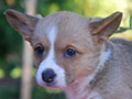 welsh corgi cardigan puppy Zamok Svyatogo Angela OLA