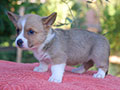 welsh corgi cardigan puppy Zamok Svyatogo Angela OLA