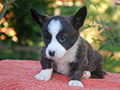 welsh corgi cardigan puppy Zamok Svyatogo Angela OLIN