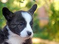 welsh corgi cardigan puppy Zamok Svyatogo Angela OLIN