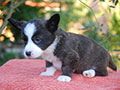 welsh corgi cardigan puppy Zamok Svyatogo Angela OLIN