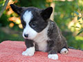 welsh corgi cardigan puppy Zamok Svyatogo Angela OLIN