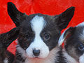 welsh corgi cardigan puppy Zamok Svyatogo Angela OLIN